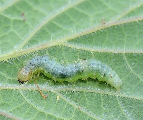 Réf. 281 924 : Pleuroptya ruralis